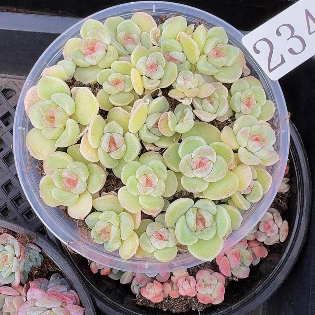 1****d多肉植物多肉植物234