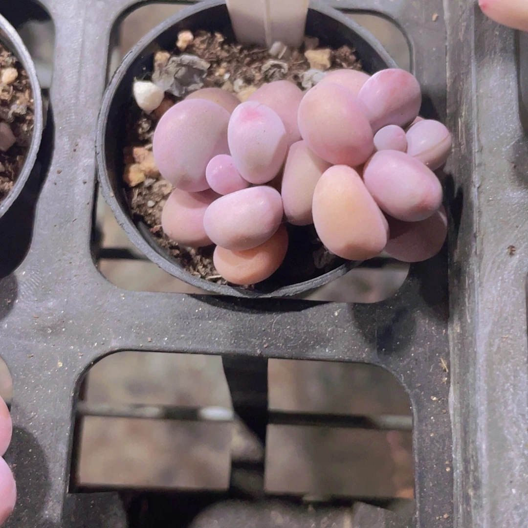 渣*猹腰子蛋e092一物一拍