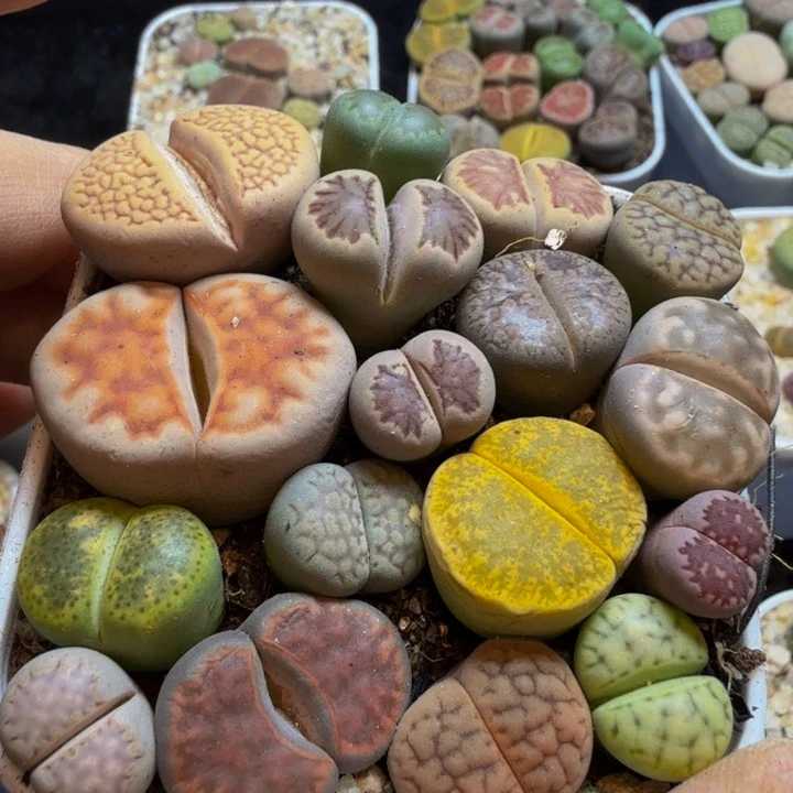 爱*多肉葡萄的季节91