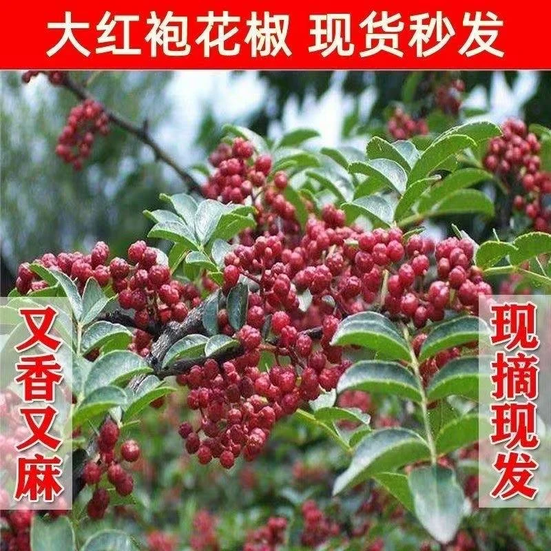 【顺丰冷链】现摘现发陕西山地大红袍新鲜花椒湿花椒红花椒麻香味浓