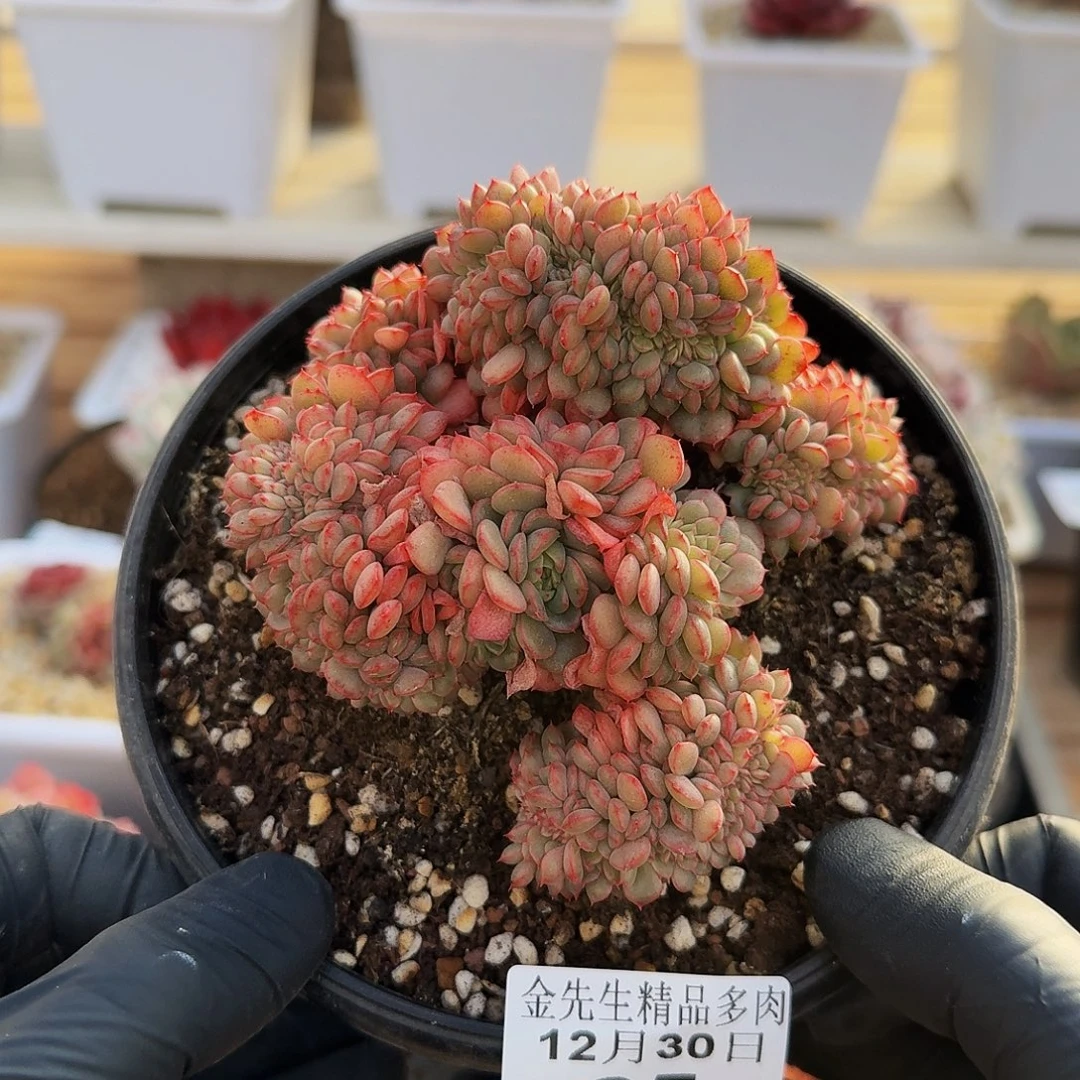 1230-65糖果宝贝缀化