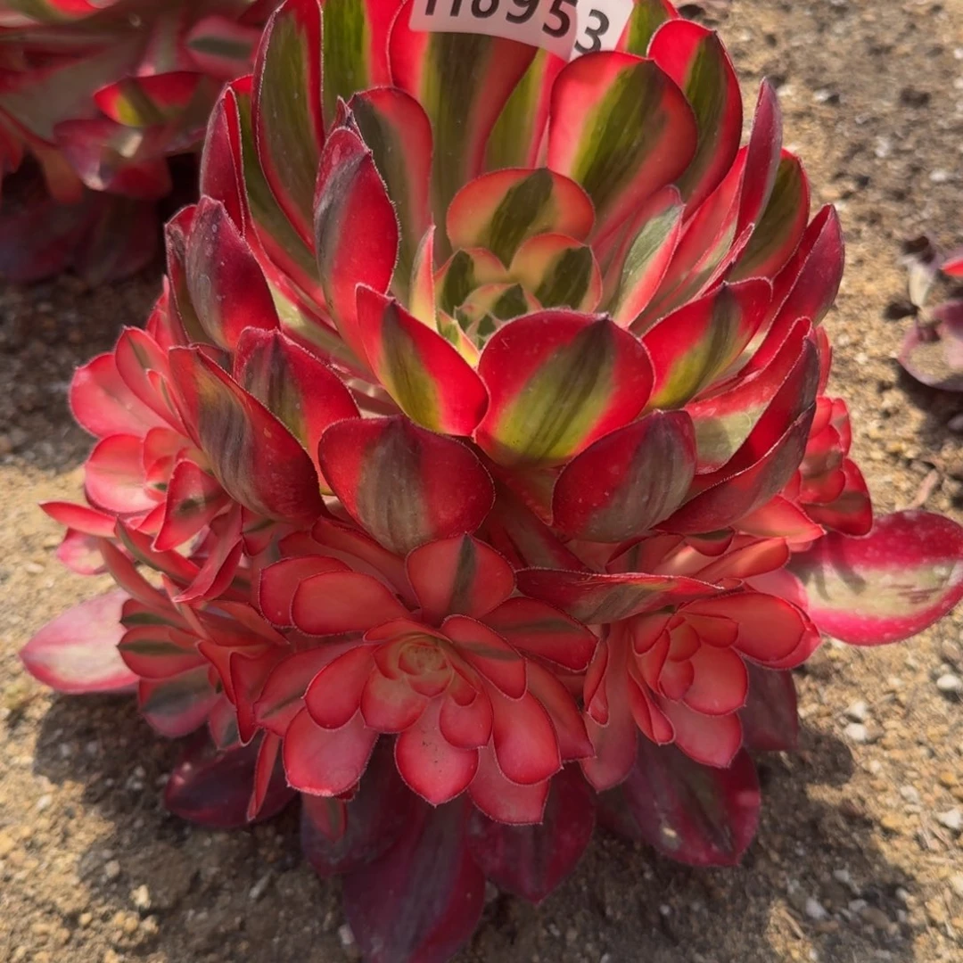 8953爱丽丝多肉植物