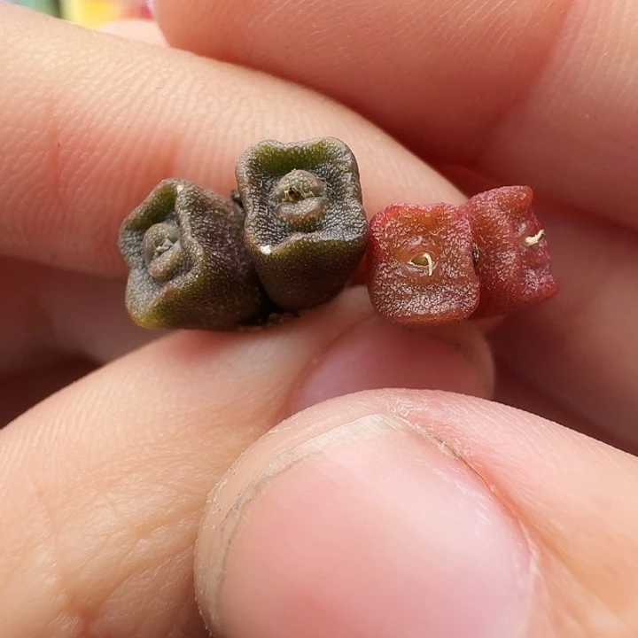 西****多肉植物福利风铃328