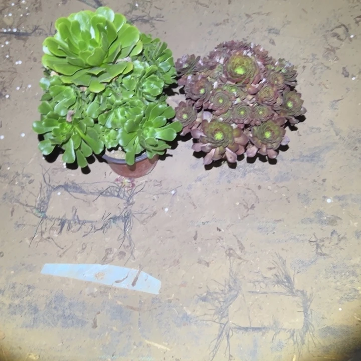 不包侧枝一物一拍26