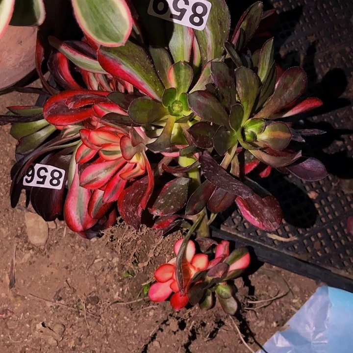 为****兽859花蝴蝶多肉植物