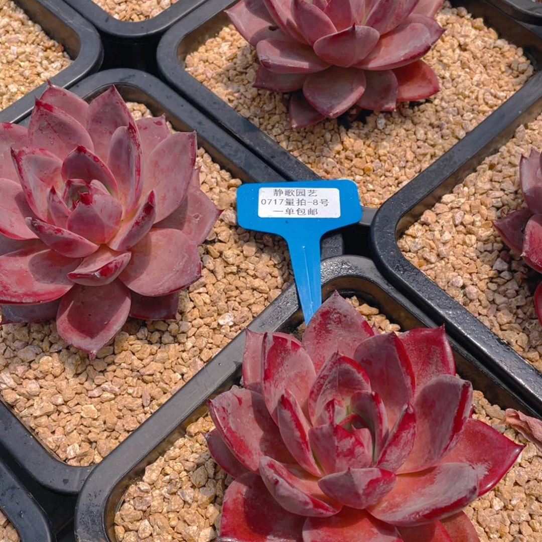 0717-8-红糖卡罗拉一颗