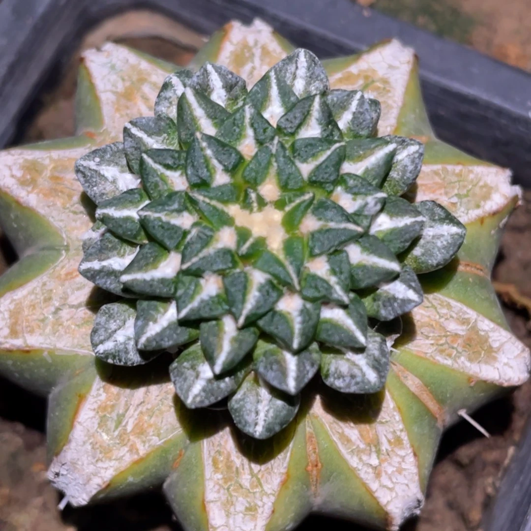 一***，全部花朵落地发货 仙人球开花