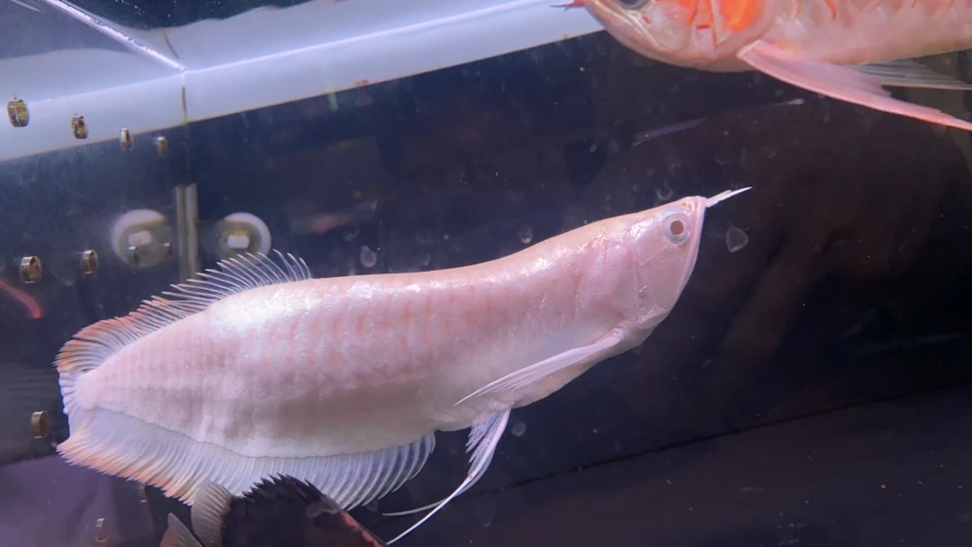 白子黄化银龙鱼苗中大型热带观赏鱼养鱼活体