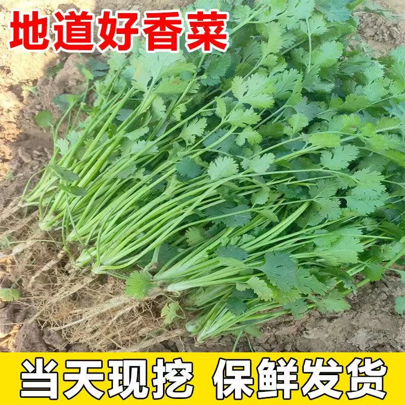 河南现挖香菜带跟芫荽菜调味涮火锅专用3/5斤装