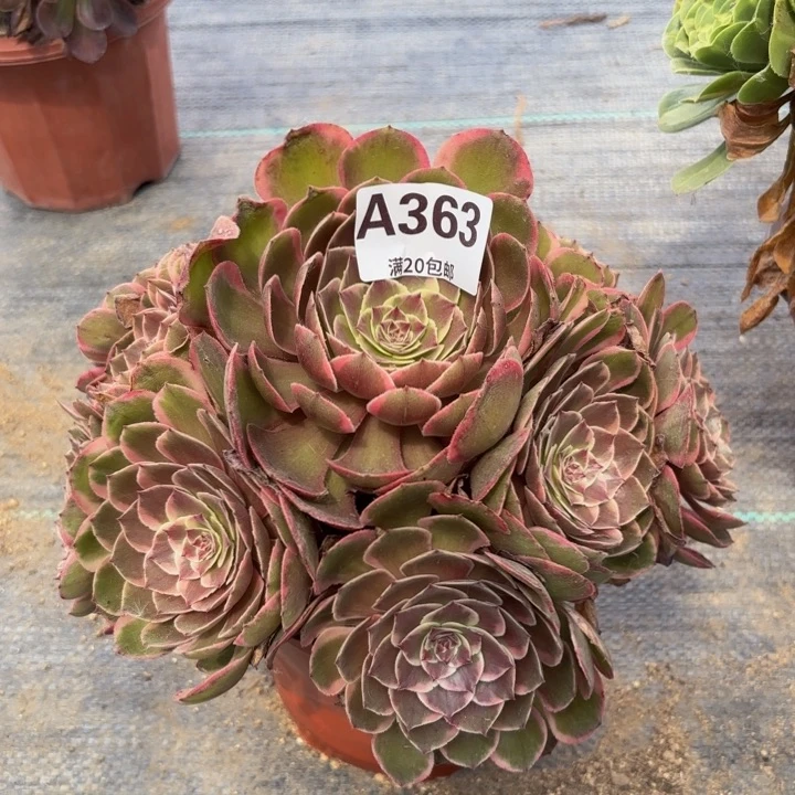 瑞妈多肉园艺。 363