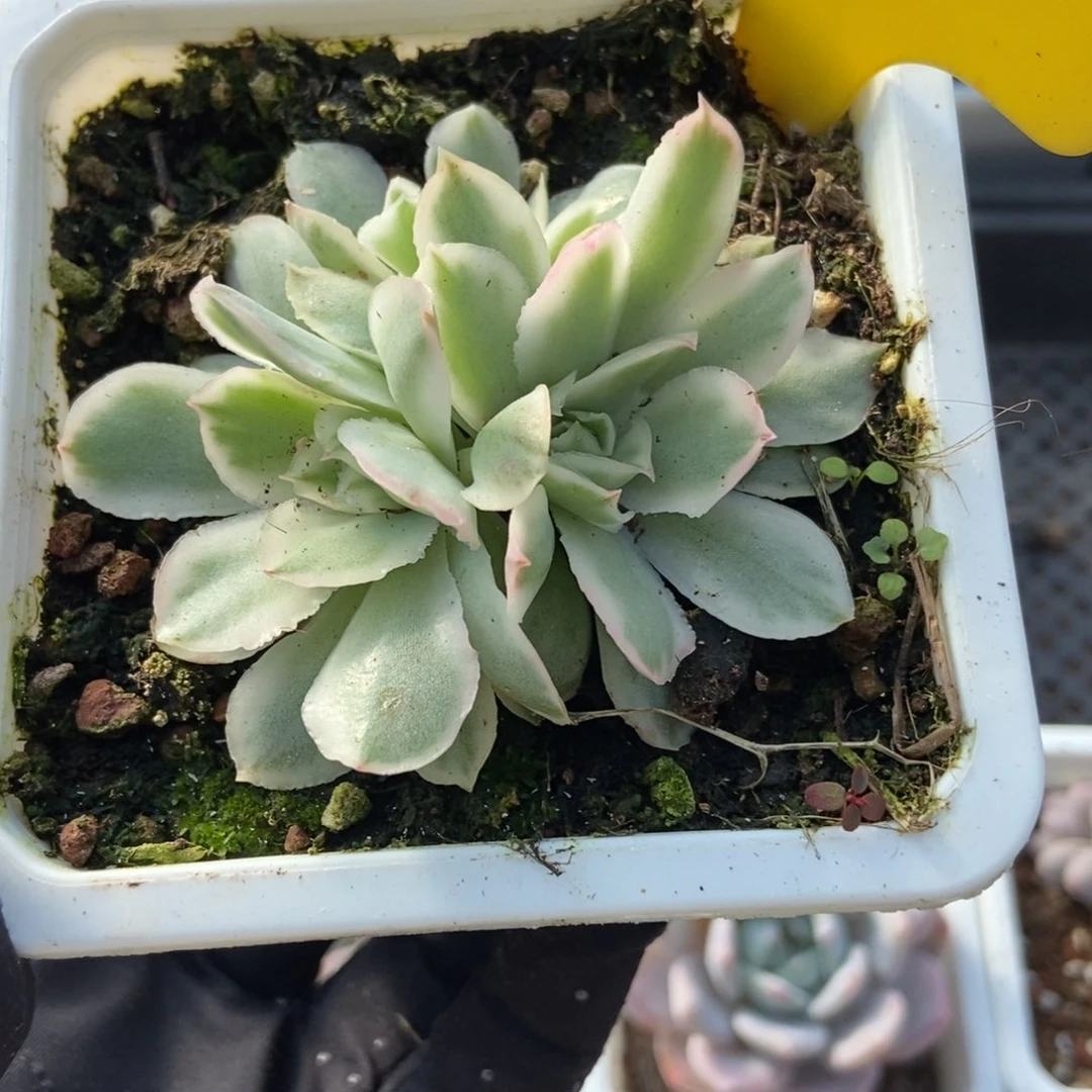 955紫蝴蝶锦多肉植物