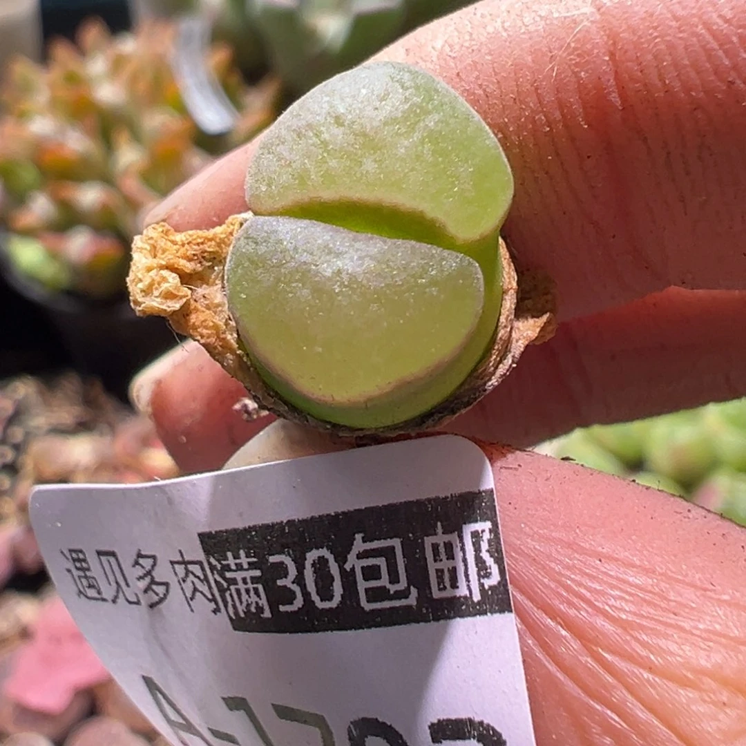 多肉植物11111111111111111