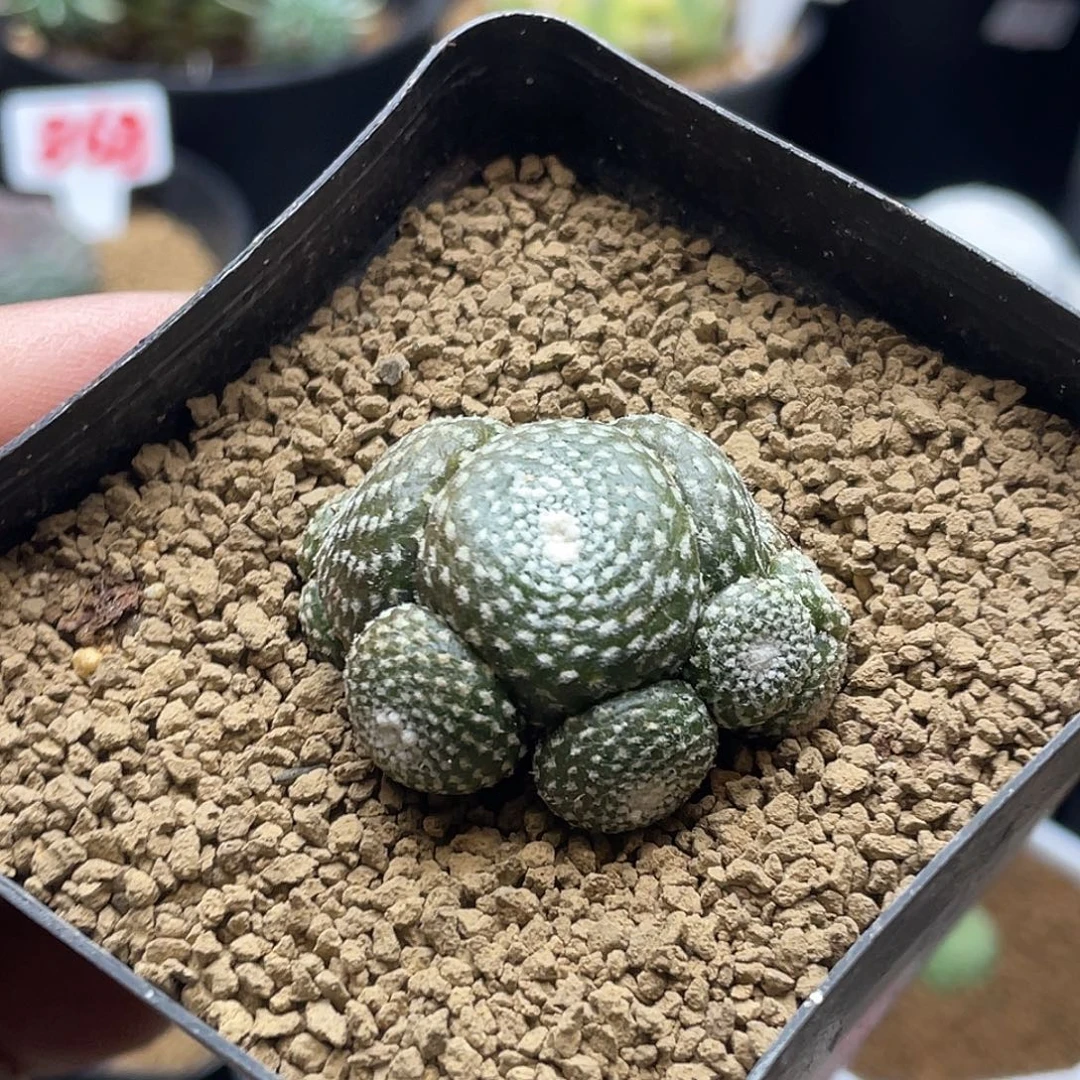 11头松露玉 带盆土包邮