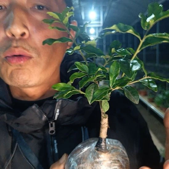 无花朵金弹子天珠039