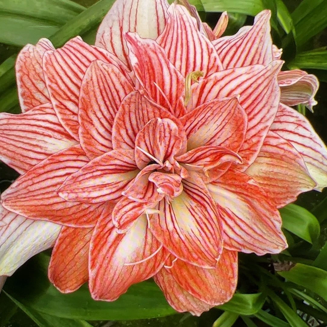 朱顶红马里奥开花球5-6cm带侧