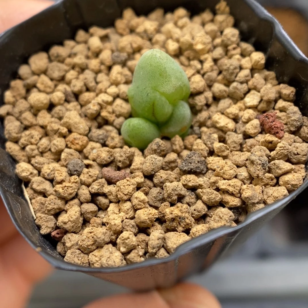 多肉植物肉锥杂交K-3776 毛杂翠光 缀化