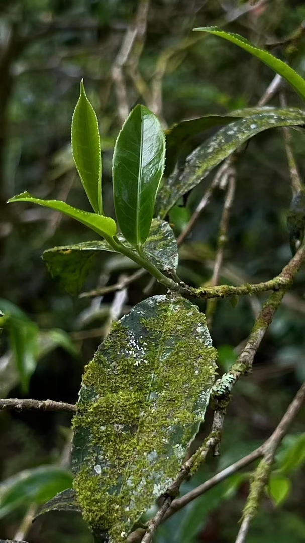 Y460春风斋古树普洱茶160克生茶（散茶）
