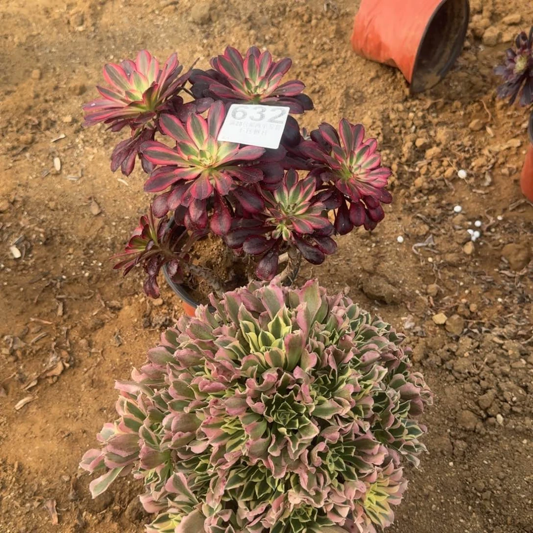 632号2颗福利不包损