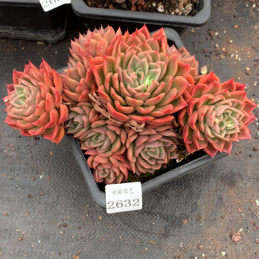 2632新年快乐发发发