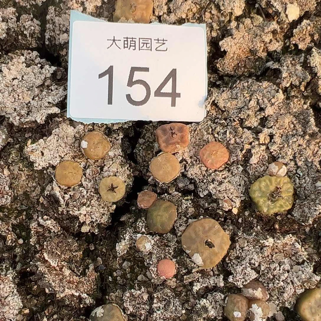 量拍烧麦3颗一组      154