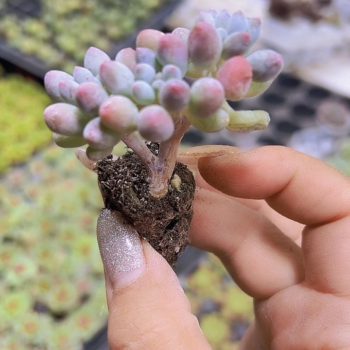 手指群3群苗19包邮