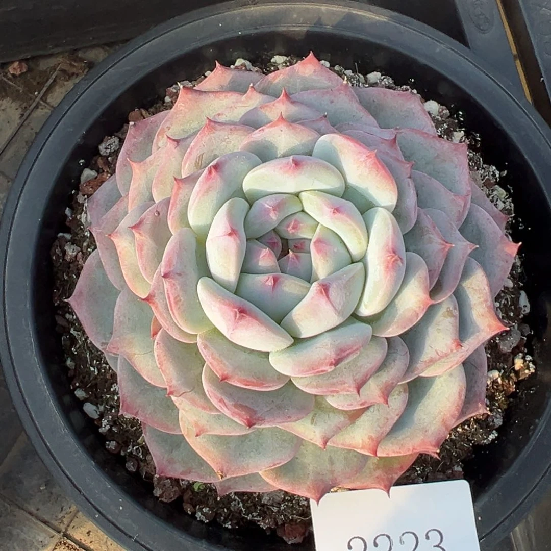 后***?2223r r r r r