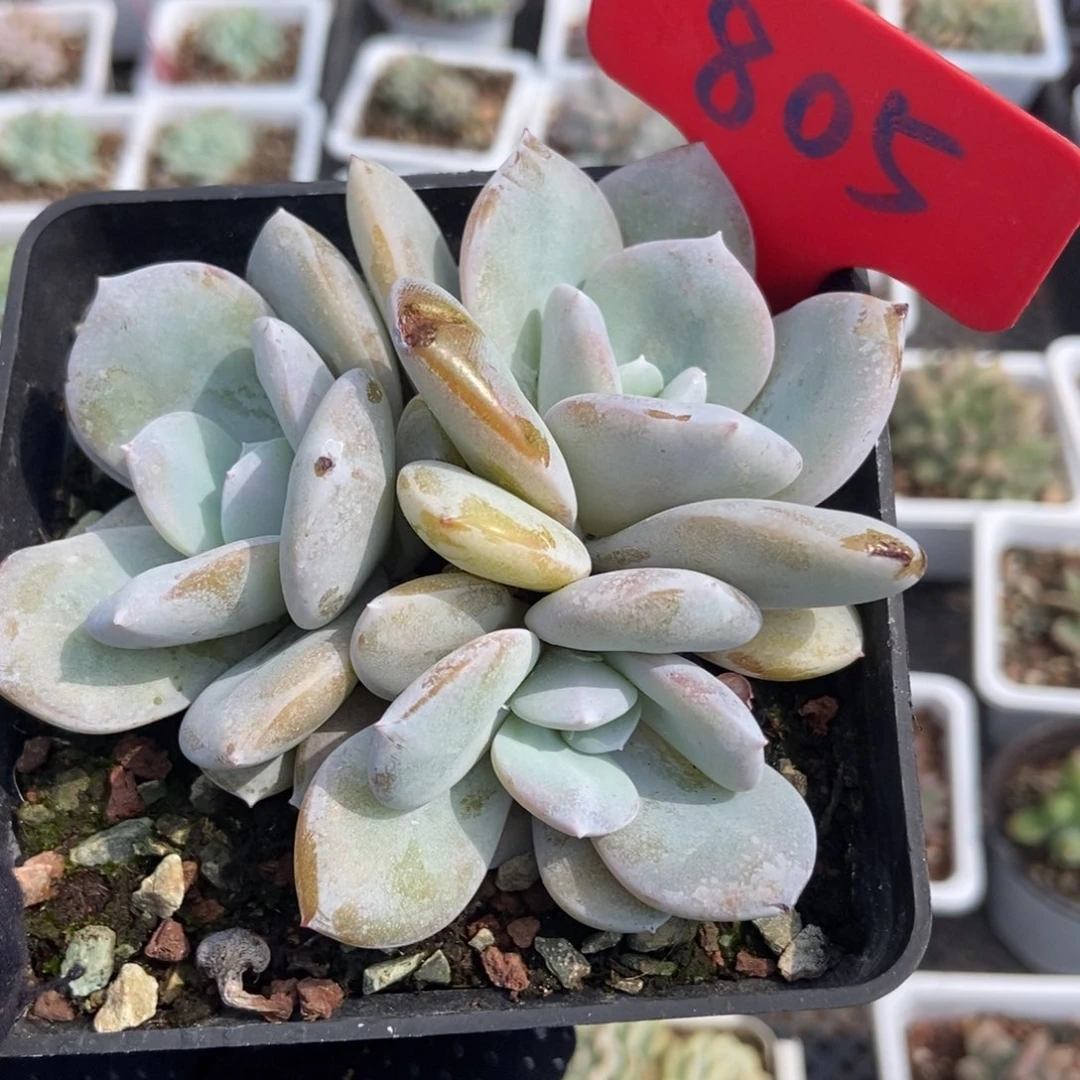 805奶茶多肉植物保护