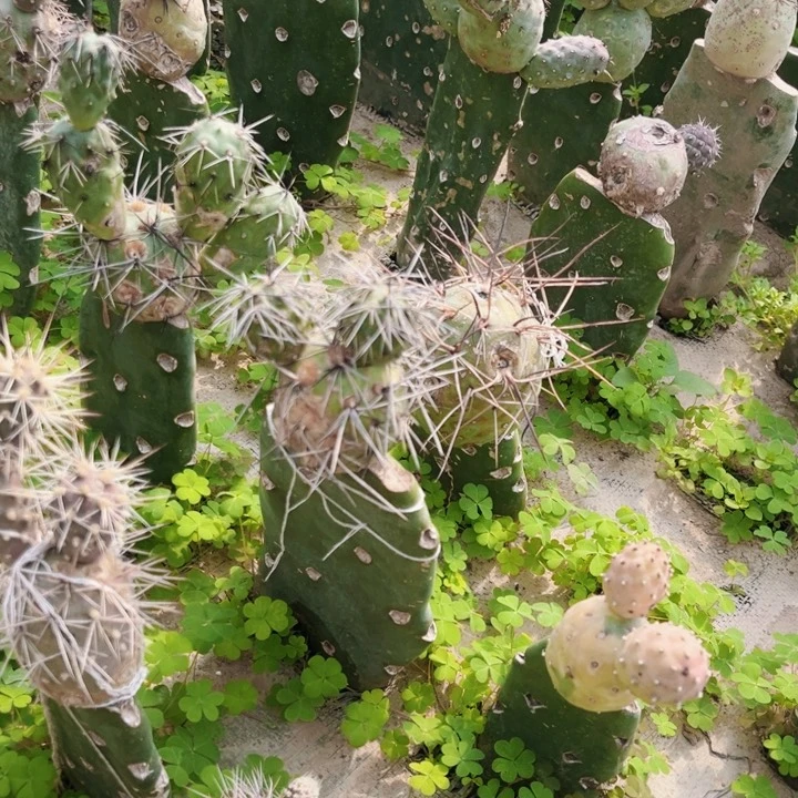 白刺金刺黑Hi刺龙蛋四合一八个球