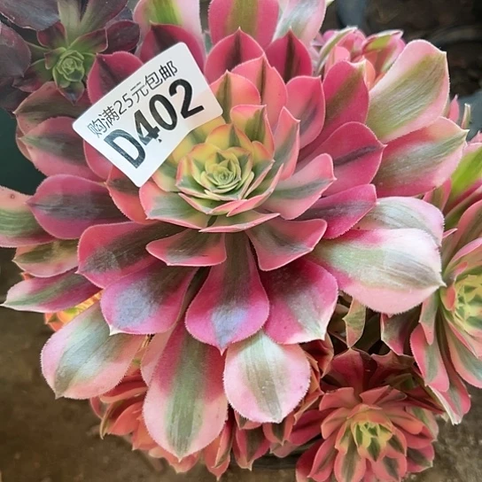 刘*冰多肉植物一个