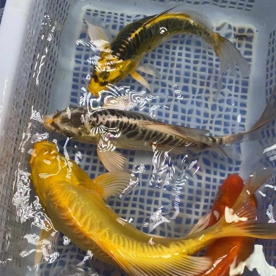 锦鲤冷水锦鲤包邮