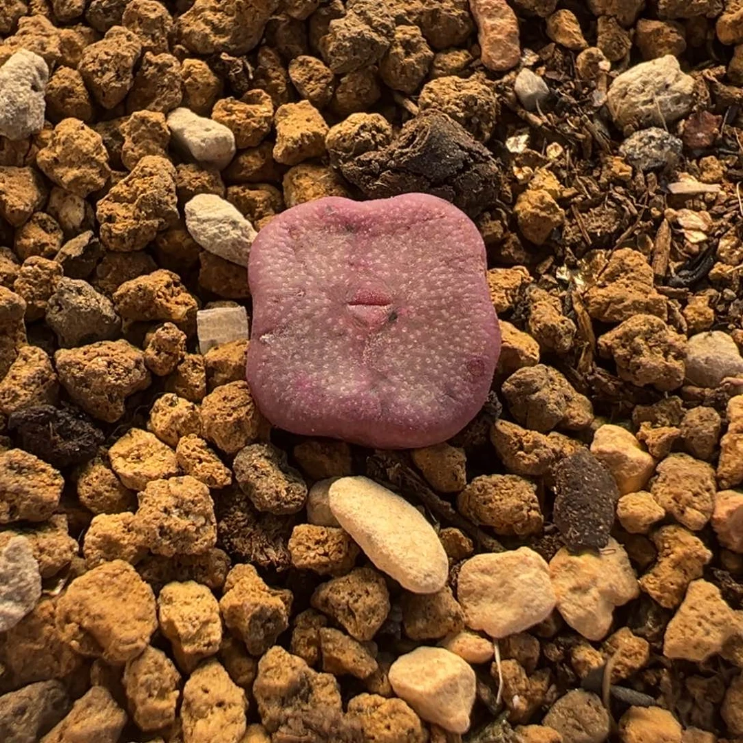 021多肉植物种类多样