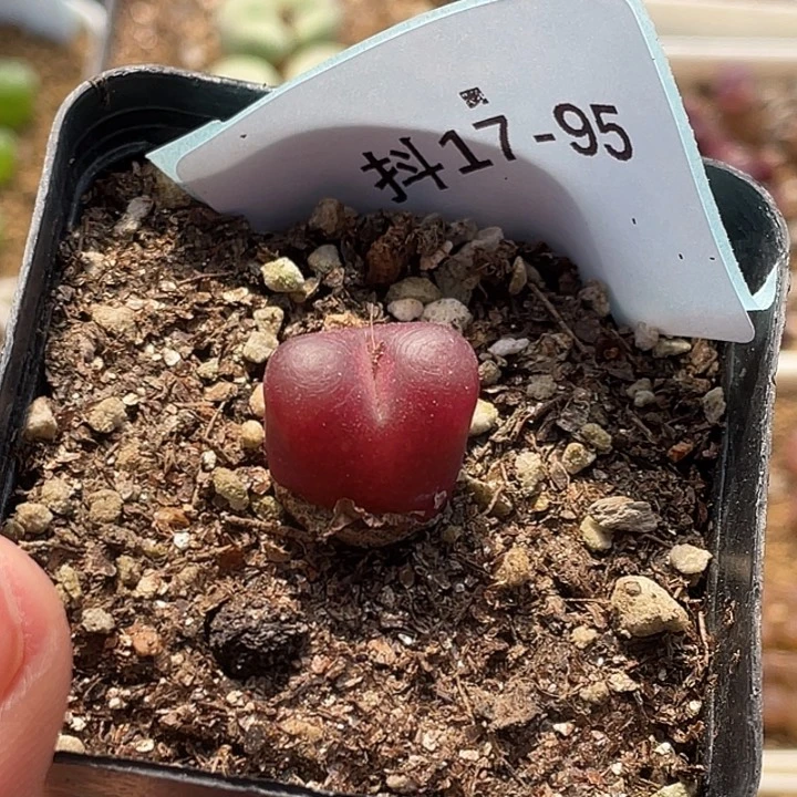 西***梨17-95肉锥多肉植物