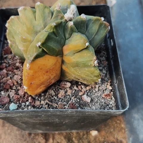 389龟甲鸾锦仙人球