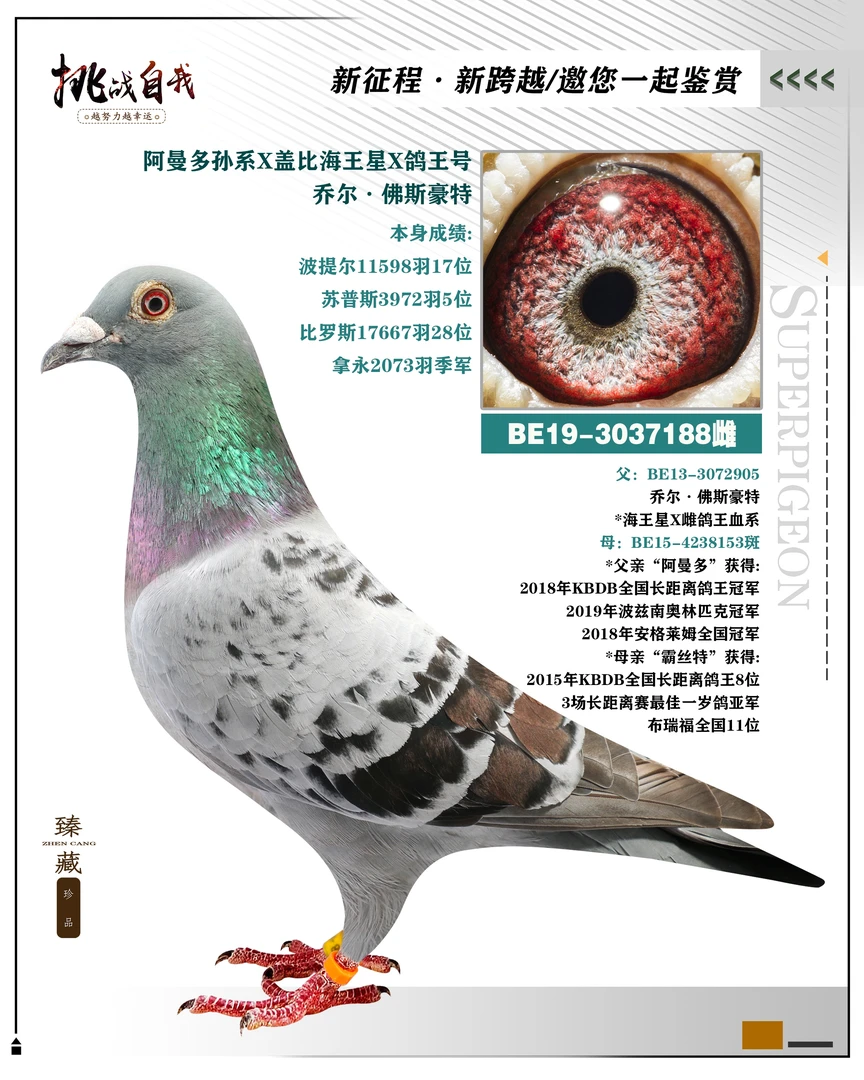 赛鸽 成绩鸽 比利时圆环