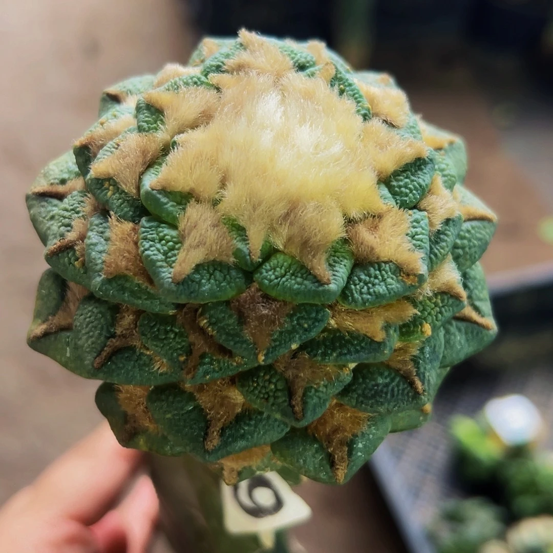 无花朵福利大尤黑牡丹859