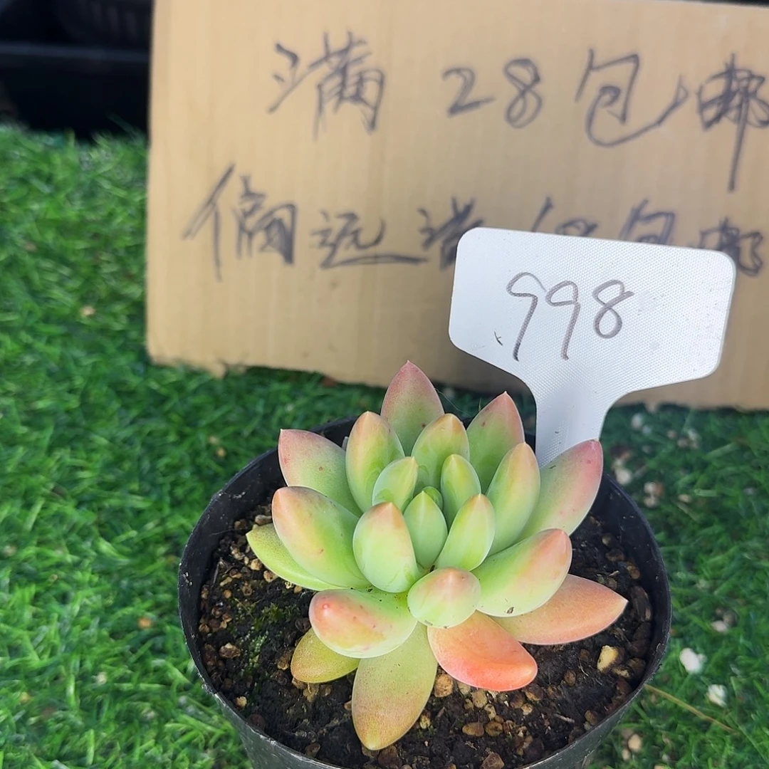 云南多肉小栈橙色奇迹998