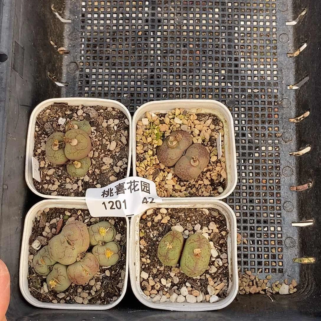 T***e201-42-杂交4颗。