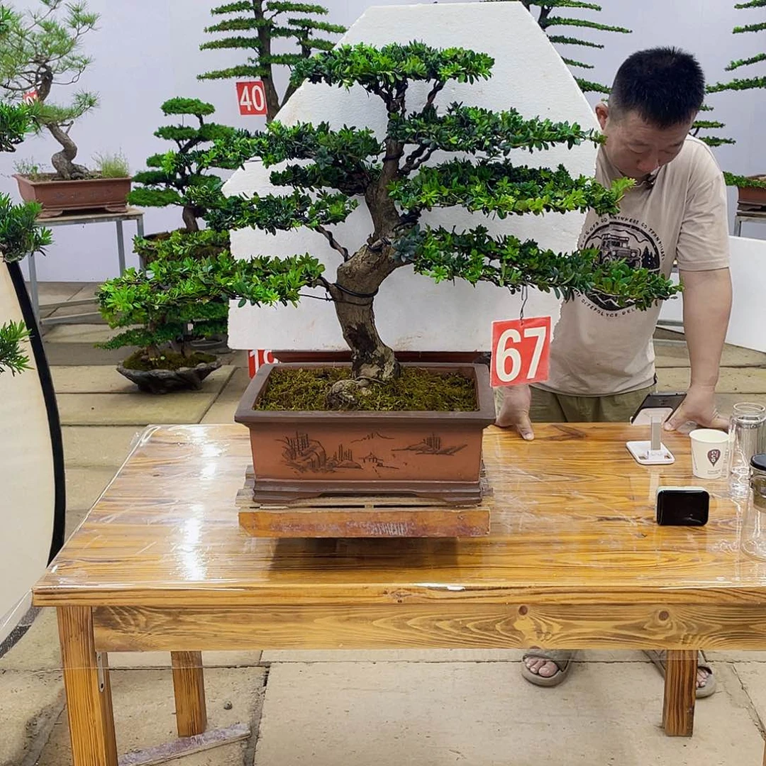 无花朵盆景直播间一物一拍