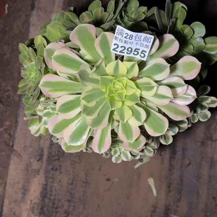 22955白凤阴阳多肉植物