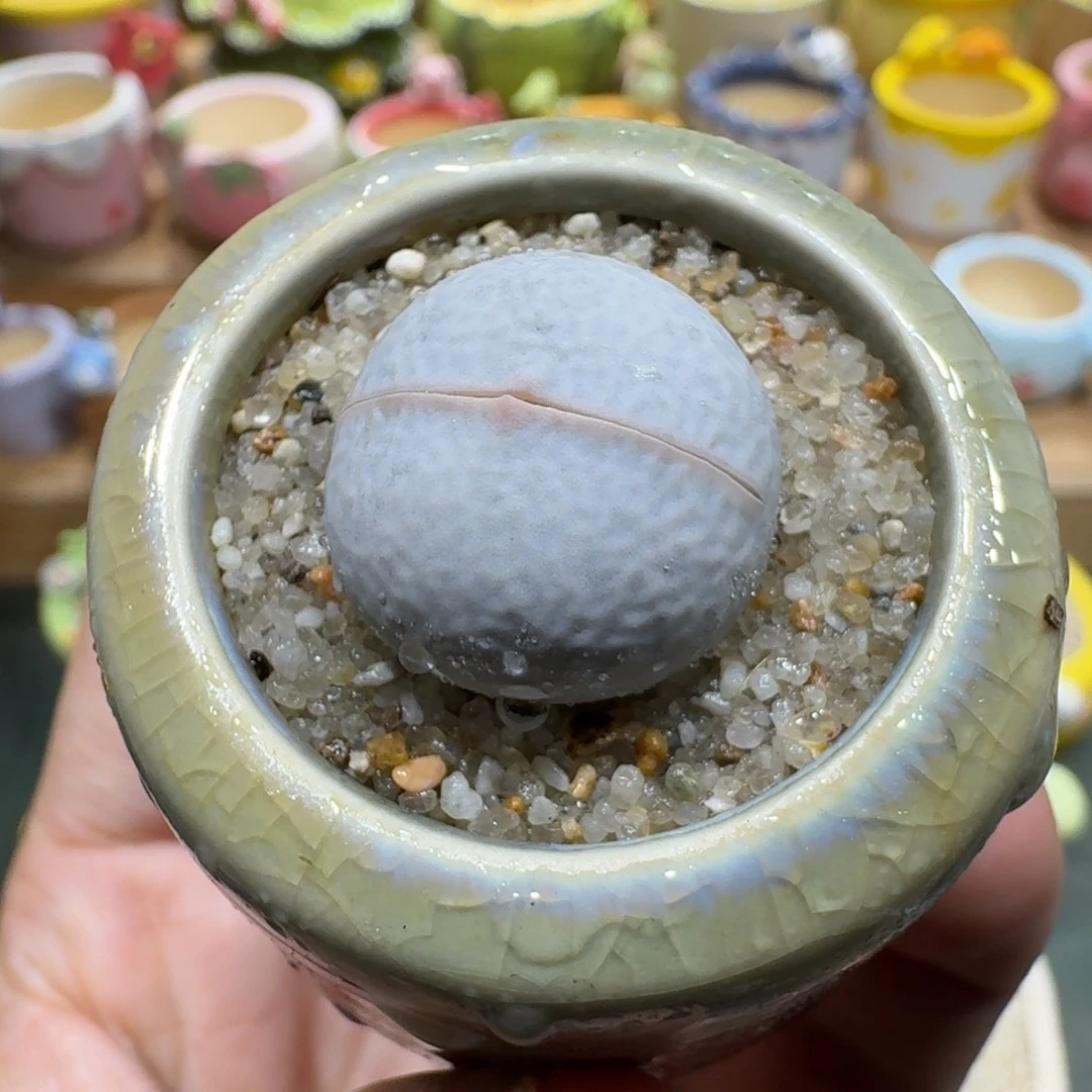 蘑菇1212高尔夫多肉植物