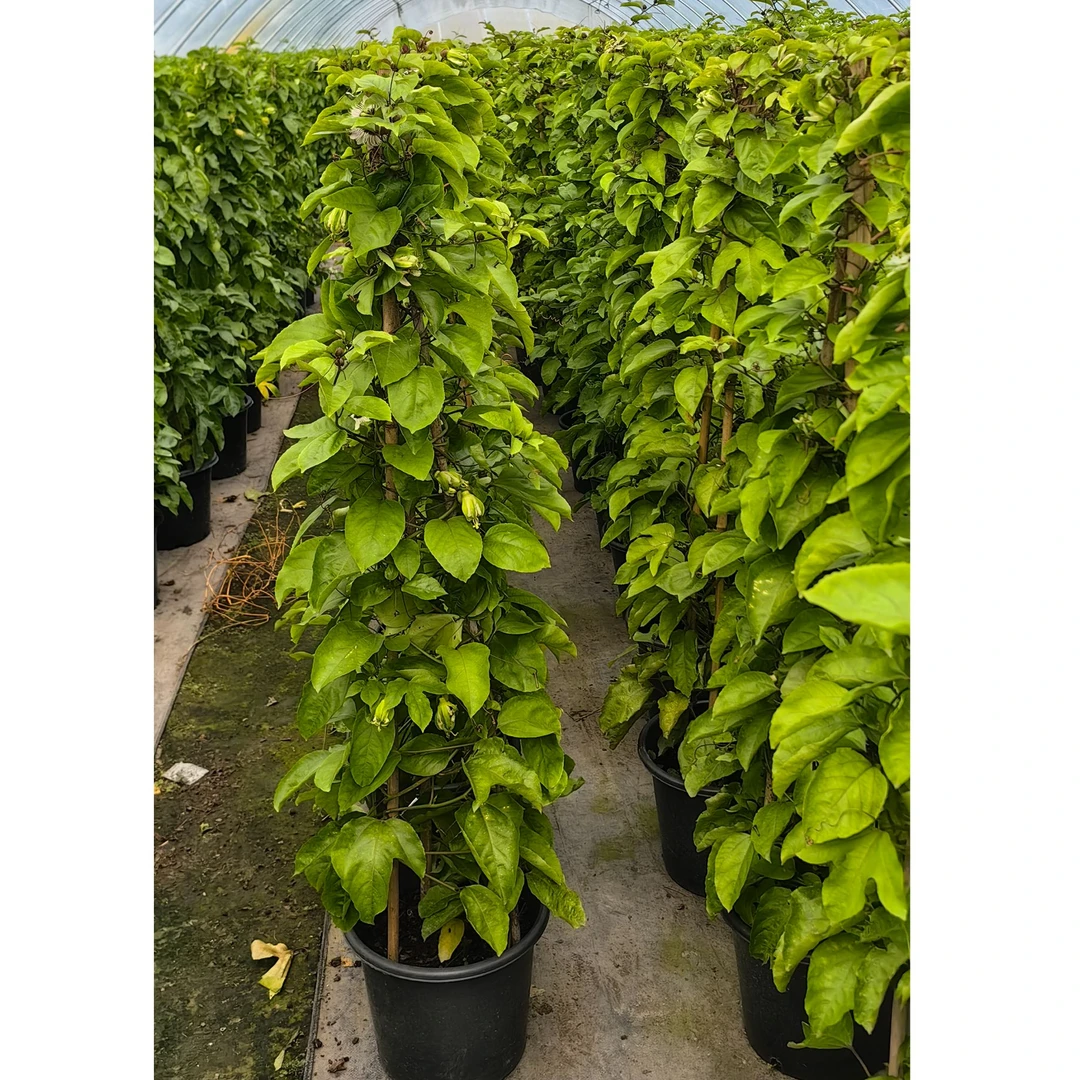 爬藤植物百香果盆栽5加仑原杯原土