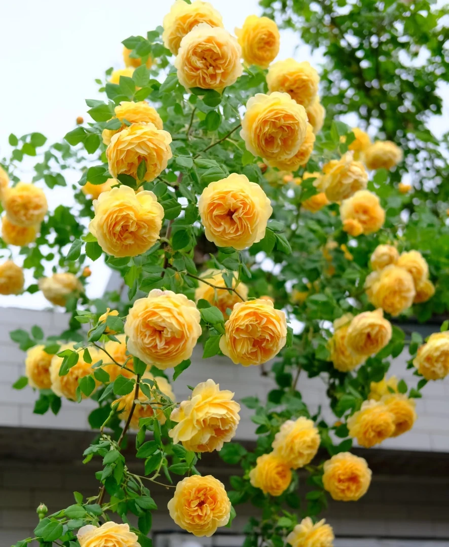 黄金庆典【1.2-1.5米大花 带花苞】爬藤植物花苗花卉四季开花