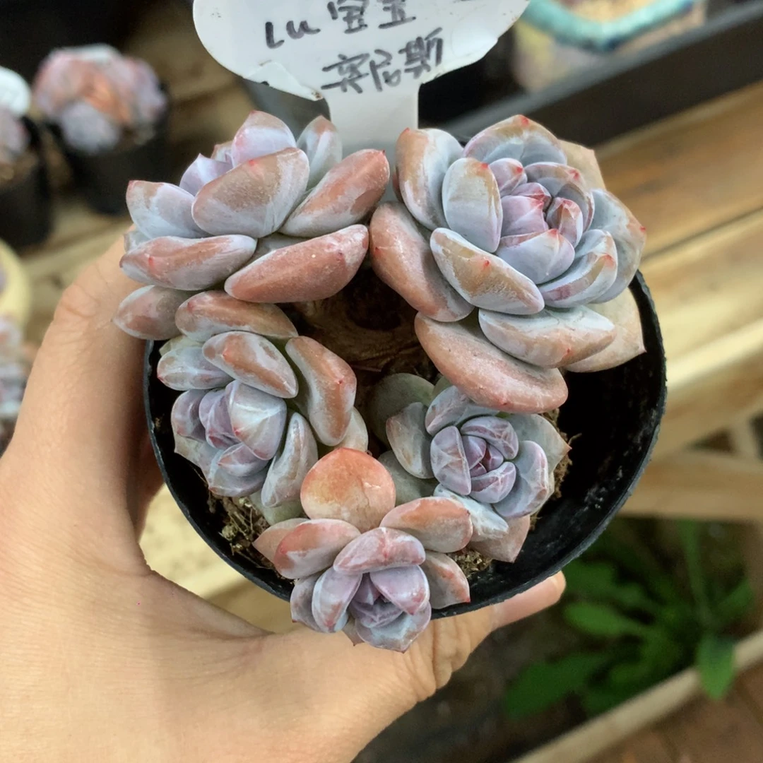 L***宝092604 lu宝 专拍突尼斯