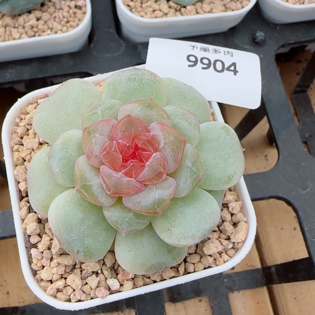 新品，9904多肉植物