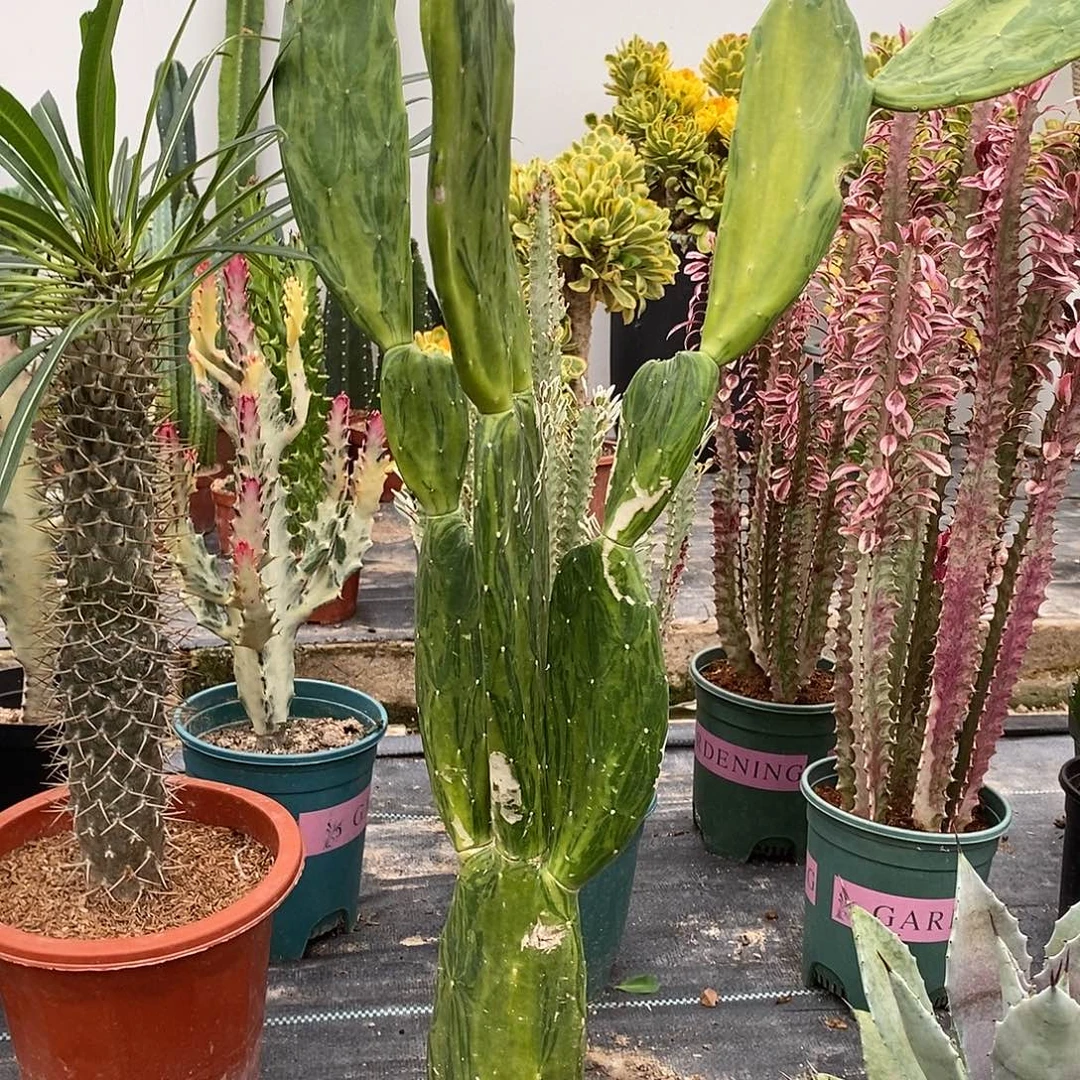 大理石仙人掌一物