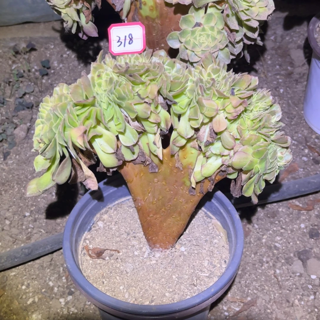 318多肉植物雨荷缀化