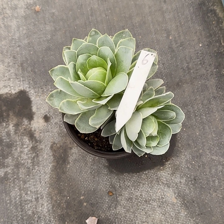 山地玫瑰一物一拍，脱土发，6号，不包断侧芽