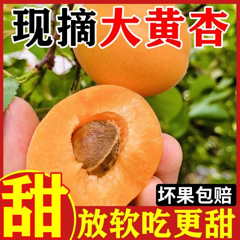【冠宇优选】新鲜大黄杏当季水果酸甜可口自然成熟