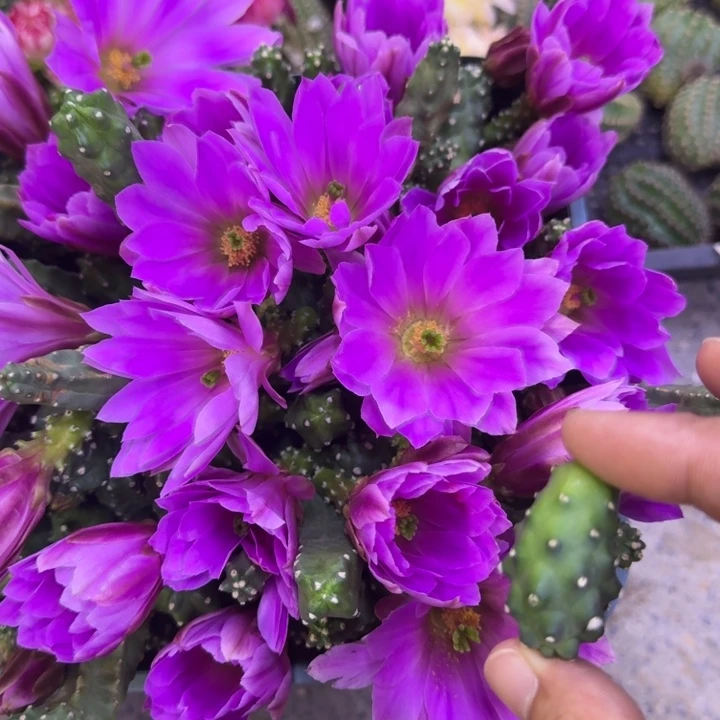 200水仙情郎2个无根侧牙软小，20包邮