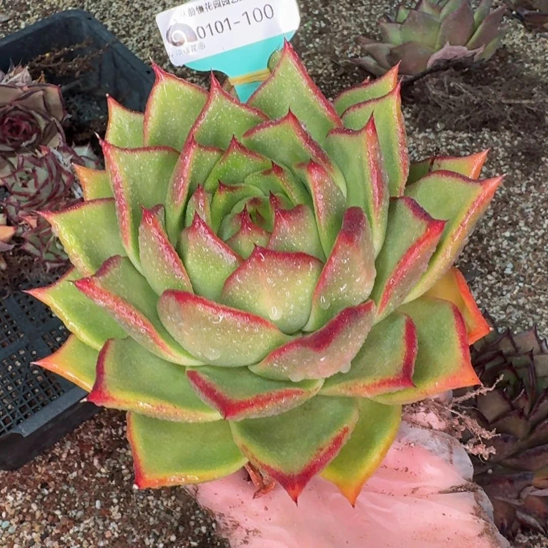 从前慢花园多肉编号0101-100
